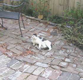 cat on patio
