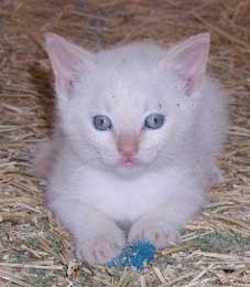 little male kitten