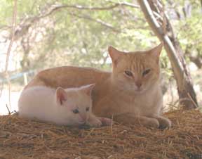 momma cat and kitten