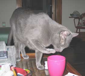 cat drinking from cup