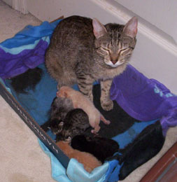 Minxie and her kittens