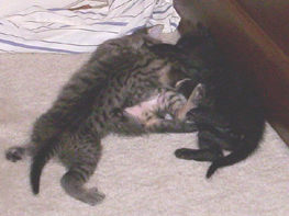 kitten wrestling