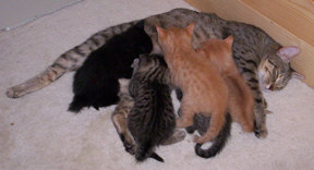 nursing kittens