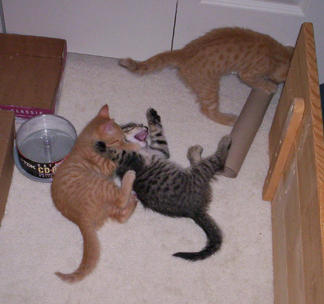 3 kittens playing