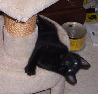 Little Andrew on the cat condo