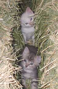 kittens in hay